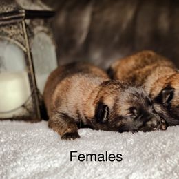 Belgian Malinois and German Shepherd Puppies from Haus Morales German Shepherds and Belgian Malinois