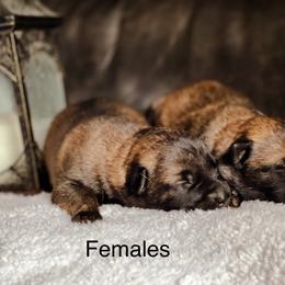 Belgian Malinois and German Shepherd Puppies from Haus Morales German Shepherds and Belgian Malinois