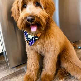Goldendoodle Puppies from Mitten Doodles