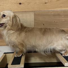 Tuesday - Dachshund