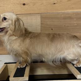 Tuesday - Dachshund