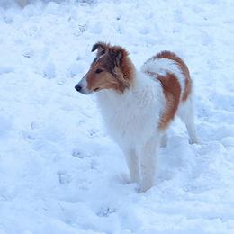 Maple - Collie