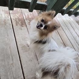 Pomeranian Puppies from Mary's Pomeranians