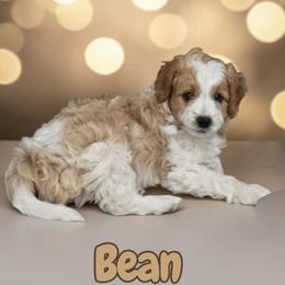 Bean - Red merle male Aussiedoodle puppy in Lebanon, Oregon from Abbott Family Farm