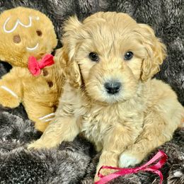 Latte - SM0543 - Cream male Australian Labradoodle puppy in Easley, South Carolina from Royal Diamond Labradoodles
