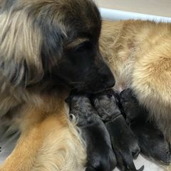 Leonberger Puppies from Magnolia Leos