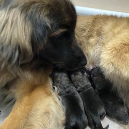 Leonberger Puppies from Magnolia Leos