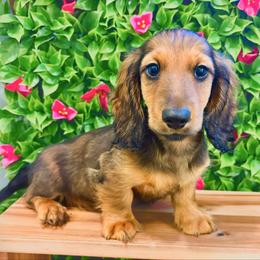 Wilbur 3200 - Red male Dachshund puppy in Sylvania, Alabama from Yancey’s Doxies