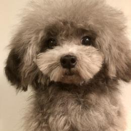 TY - Poodle