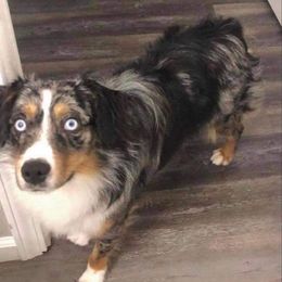 Koda - Miniature Australian Shepherd