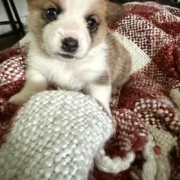 Velma - Red female Pembroke Welsh Corgi puppy in La Porte, Indiana from Little Legs Corgis