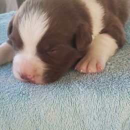 Australian Shepherd Puppies from Eon's Aussies