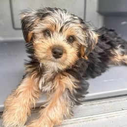 Yorkshire Terrier puppies from Luna's Treasures
