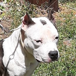 Neytiri - American Staffordshire Terrier