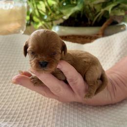 Cavalier King Charles Spaniel and Cavapoo Puppies from Primrose Pups