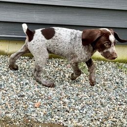 Mark Hopper - German Shorthaired Pointer puppy from Onyx Retrievers
