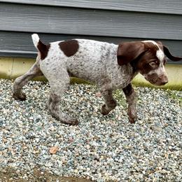 Mark Hopper - German Shorthaired Pointer puppy from Onyx Retrievers