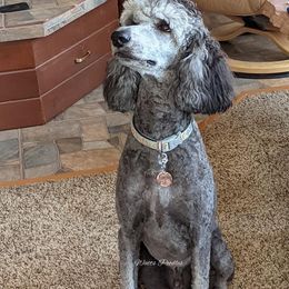 Poodle All Grown Up from Watts Poodles