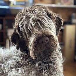 Rhea - Wirehaired Pointing Griffon