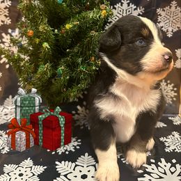 Miniature Australian Shepherd Puppies from Double “B” Cross Ranch