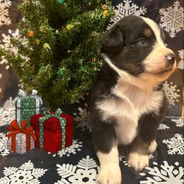 Miniature Australian Shepherd Puppies from Double “B” Cross Ranch