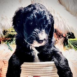 HEMLOCK - Black and white male Sheepadoodle puppy in Buffalo, Minnesota from Fur-ever Doodles