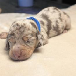 Maximus - Dapple male Dachshund puppy in Waddell, Arizona from The Bearded Companions