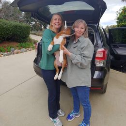 Boxer Puppies from CinniBon Boxers