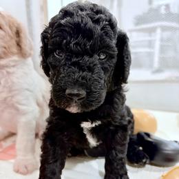 Captain Hook - Black male Goldendoodle puppy in Pittsburg, Texas from Peachy Pine Goldendoodles