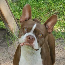 Penny - Boston Terrier