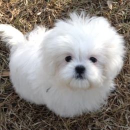 Shih Tzus from Gulf Coast Shih Tzus