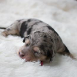 Pearl - Dapple female Dachshund puppy in Morrow, Ohio from Courtney’s Colorful Doxies
