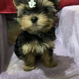 Yorkshire Terrier Puppies from Charm's Kennel
