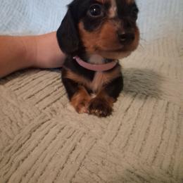 Franny - Dapple female Dachshund puppy in Statesville, North Carolina from Dannie's Doxies