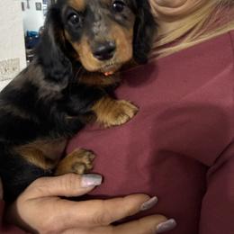 Black dapple female - Dapple female Dachshund puppy in Woodward, Oklahoma from Wiener Dreams Dachshunds