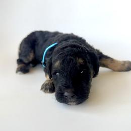Marina - Phantom female Bernedoodle puppy in Pulaski, Tennessee from Doodle My Heart