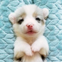 American Corgi and Pembroke Welsh Corgi Puppies from Whimsical Treasure Corgis