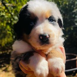 Hardy - Blue merle male Australian Shepherd puppy in Mckenzie, Tennessee from Whispering Iris Aussies