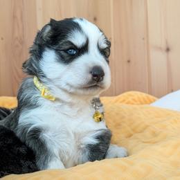 Sunflower - Black and white female Siberian Husky puppy in Sherwood, Oregon from Whiskey River Siberians