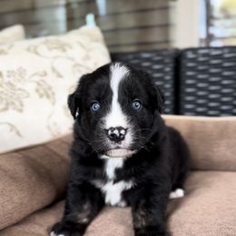 Colt - Black tri male Miniature Australian Shepherd puppy in Queen Creek, Arizona from Arizona Aussies