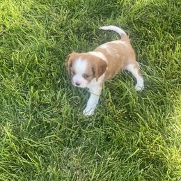 Teton - Blenheim Cavalier King Charles Spaniel puppy in Sandy, Utah from Wasatch Cavaliers