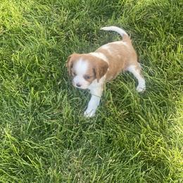 Teton - Blenheim Cavalier King Charles Spaniel puppy in Sandy, Utah from Wasatch Cavaliers