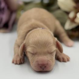 Cream Girl Purple Collar 4300 - Cream female Dachshund puppy in North Branch, Michigan from Doxie View Acres