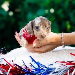 Dolce - Dapple female Dachshund puppy in Fort Myers, Florida from Blossom Paws