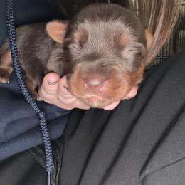 D - Chocolate and tan male Yorkshire Terrier puppy in Walker, Louisiana from Precious Yorkies