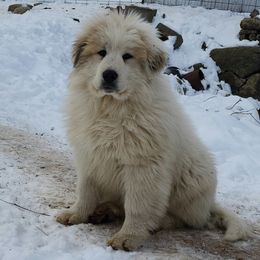 Ramona - White and badger female Great Pyrenees puppy in Monmouth, Maine from Flewelling Great Pyrenees