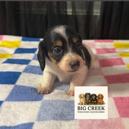 Fran - Piebald female Dachshund puppy in Durant, Oklahoma from Big Creek Mini Dachshund