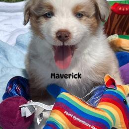 Maverick - Red merle male Australian Shepherd puppy in Magee, Mississippi from Paint ByNumbers Ranch