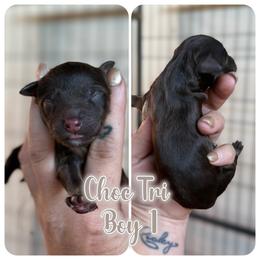 Boy 5 - male Bernedoodle puppy in Youngstown, Florida from Wonderland’s Boujie Kennels