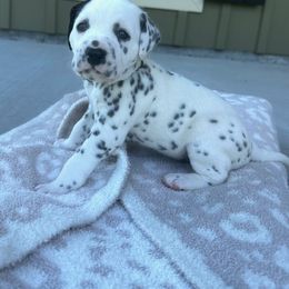 Dalmatian Puppies from Cowart’s Dalmatians